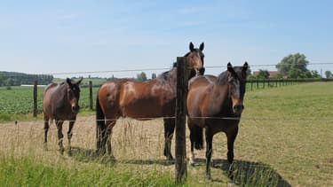 Chevaux. (photo d'illustration)