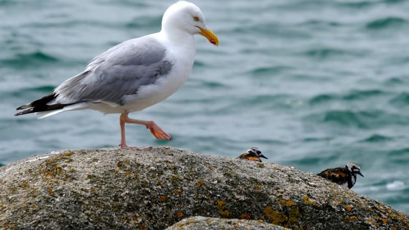 Une mouette en France (photo d'illustration)