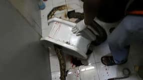 Un python de 3 mètres a mordu le pénis d'un thaïlandais assis aux toilettes