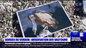 Passions Provence: Gorges du Verdon : Observation des vautours.