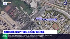 Nanterre: un pitbull jeté du 9e étage par son propriétaire