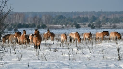 Des chevaux de Przewalski, dans la zone d'exclusion de Tchernobyl, le 22 janvier 2016 en Ukraine Des chevaux de Przewalski, dans la zone d'exclusion de Tchernobyl, le 22 janvier 2016 en Ukraine