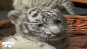 La Chine s'entiche de ses trois bébés tigres blancs