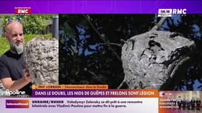 Frelons asiatiques, "sur tout le territoire désormais"