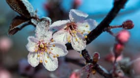 Le gel couvre les fleurs d'un prunier dans un jardin (photo d'illustration)