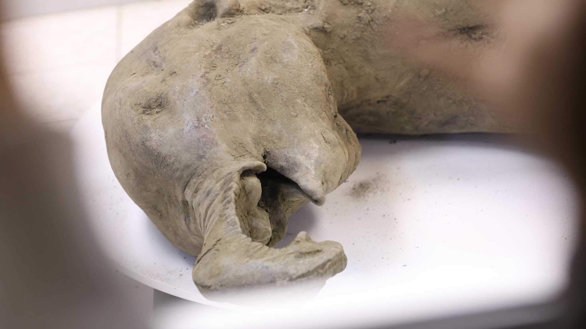 La carcasse d'un bébé mammouth, dont l'âge est estimé à plus de 50.000 ans, lors de sa présentation à Yakutsk, à l'Université fédérale du Nord-Est le 23 décembre 2024. La carcasse d'un bébé mammouth, dont l'âge est estimé à plus de 50.000 ans, lors de sa présentation à Yakutsk, à l'Université fédérale du Nord-Est le 23 décembre 2024.