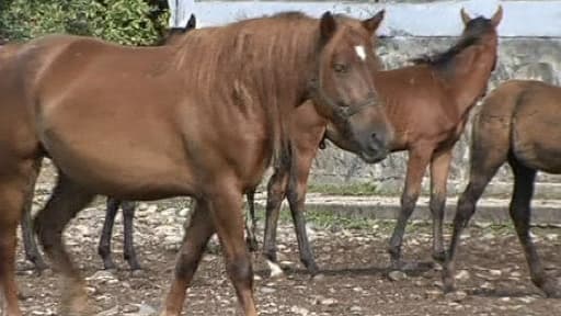 Le scnadale de la viande de cheval touche plusieurs pays européens (photo d'illustration).