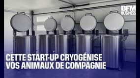  Cette start-up cryogénise vos animaux de compagnie 