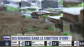 Une famille de renards s'est installée dans le cimetière d'Ivry