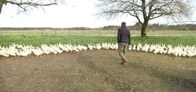 Grippe aviaire: l'Etat oblige les élevages à vider leurs exploitations