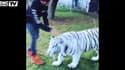 Hamilton joue à faire peur à son écurie en s’amusant avec un tigre blanc