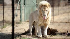 Un lion dans une réserve an Afrique du Sud. (Photo d'illustration)