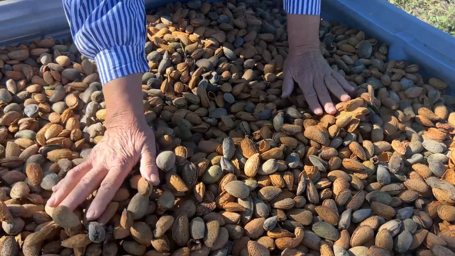VALENSOLE: LE SUCCÈS DE L'AMANDE DE PROVENCE, UN PRODUIT D'EXCEPTION