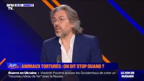 Maltraitance animale: "C'est le lot commun de tous les élevages", pour Aymeric Caron (député "REV" de Paris et militant de la cause animale)