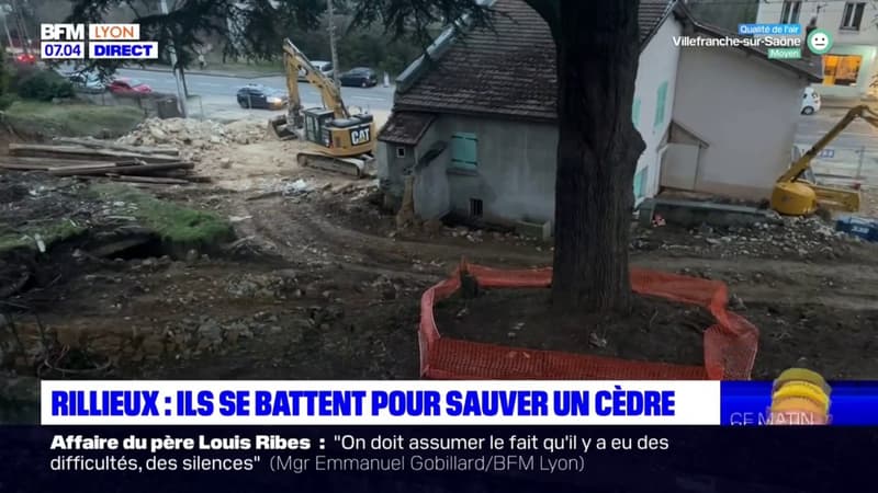 Rillieux-la-Pape: des habitants mobilisés pour sauver un arbre de 200 ans menacé par un projet immobilier