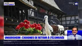 Ungersheim: les cigognes sont de retour à l'écomusée
