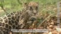 Les premiers pas d'un bébé jaguar dans un zoo du Mexique