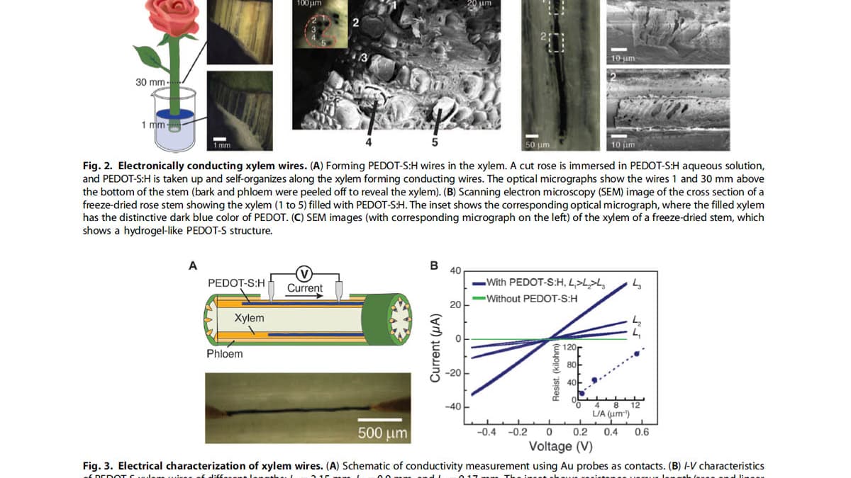 Les polymères injectés dans la plante s'auto-assemblent dans les vaisseaux du xylème et forment un circuit capable de conduire l'électricité sans tuer la plante.