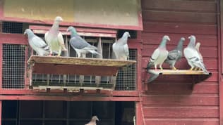 Des pigeons à Mont-Saint-Aignan. 