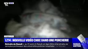 L'association L214 diffuse une nouvelle vidéo choc dans une porcherie