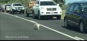 Australie: un koala bloque la circulation 