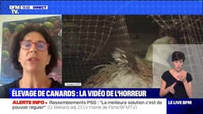 La directrice du comité interprofessionnel du fois gras estime que les images de L214 "ne représentent pas" les pratiques de la profession