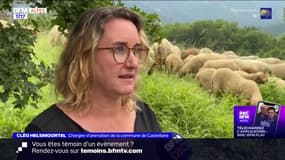 Alpes-de-Haute-Provence: la fête de la transhumance se déroule ce week-end à Castellane