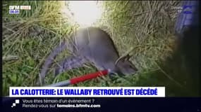Wallaby retrouvé dans le Pas-de-Calais: l'animal est mort des suites de ses blessures