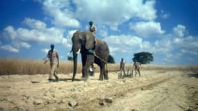 Un éléphant utilisé dans l'agriculture dans la réserve d'Imire, près de Harare au Zimbabwe, le 15 juillet 1996