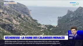 Marseille: la faune des calanques menacée par la sécheresse
