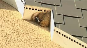 Une hirondelle accrochée à son nid, sous la toiture d'un immeuble dont la destruction a été repoussée, à Ardoix, en Ardèche.