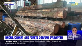 Rhône: les forêts doivent s'adapter au changement climatique
