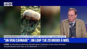 Un loup tue 19 brebis en Haute-Marne: "En moyenne, il y a 1.087 loups en France", détaille Humbert Rambaud, rédacteur en chef du magazine "Jour de chasse"