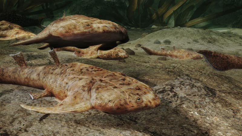 La créature nommée Fanjingshania, dont les fossiles ont été découverts en Chine 