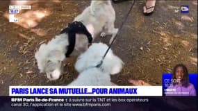 La Ville de Paris veut une mutuelle pour animaux