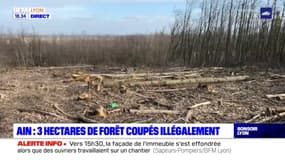 Ain : trois hectares de fôret coupés illégalement