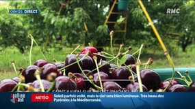 Gel des cultures: jusqu'à 65% de pertes de récolte pour les cerises