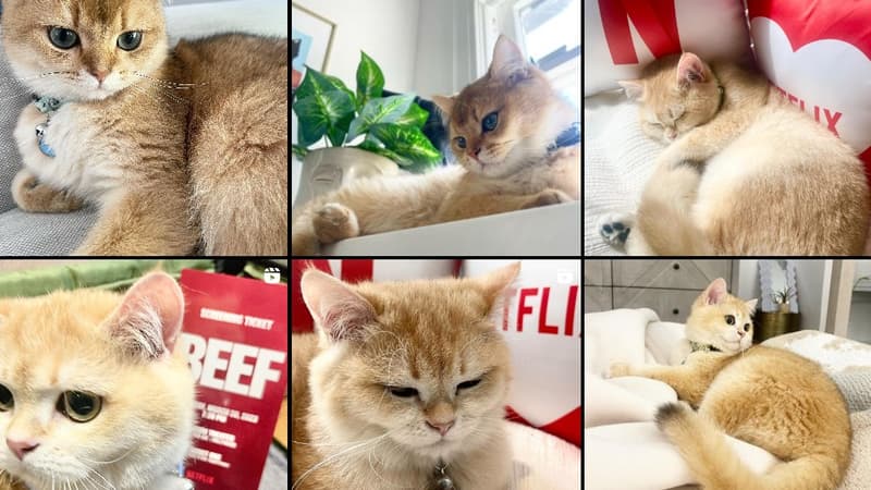 Sawyer, un chat British Shorthair, est devenu une star d'Internet grâce à ses réactions au générique Netflix.