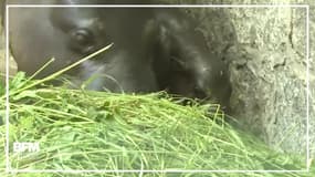 Ce bébé hippopotame fait ses premiers pas au zoo de Wroclaw