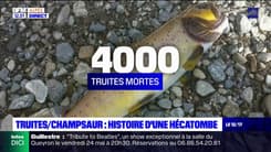 Milliers de truites retrouvées morte à Champsaur: le récit d'une hécatombe