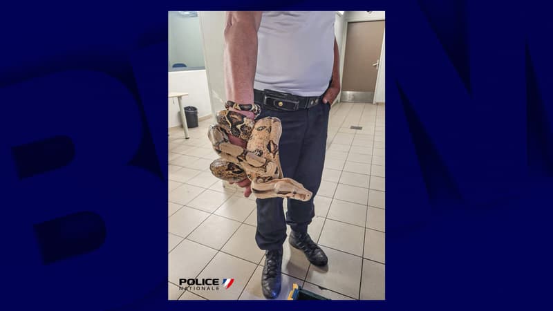 La police a saisi un boa à Evry avant de le placer dans un zoo, le 10 mai 2022.