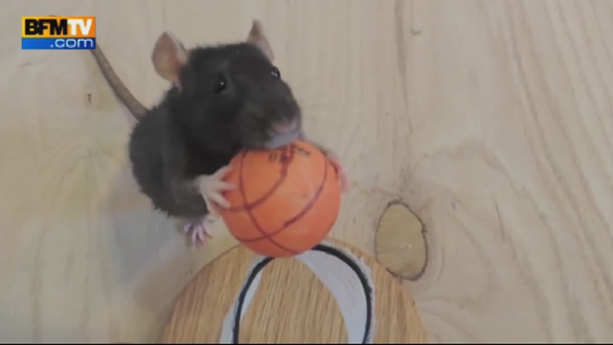 placeholder video