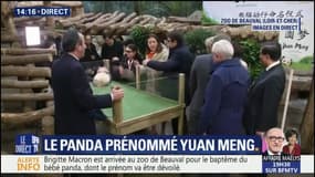 Le bébé panda baptisé Yuan Meng, comme "la réalisation d’un rêve, d’un souhait"