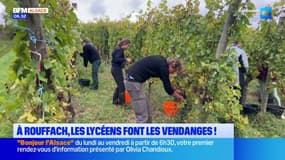 Rouffach : les lycéens s’affairent dans les vendanges 