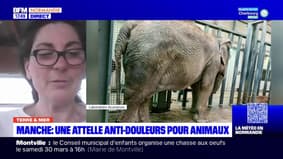 Terre et Mer du jeudi 21 mars - Manche : une attelle anti-douleurs pour animaux