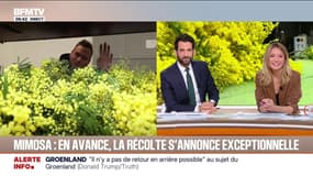 BFM SUR LA ROUTE - En avance sur la saison, la récolte du mimosa s'annonce exceptionnelle