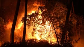 La forêt de Chiberta à Anglet dans les Pyrénées-Atlantiques, le 30 juillet 2020