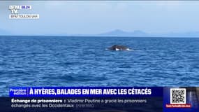 À Hyères, des balades en pleine mer respectueuses des animaux et de l'environnement pour observer les cétacés
