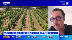 Planète Locale du lundi 2 septembre - Vendanges nocturnes pour une qualité optimale