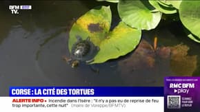 C'est les vacances : Corse, la cité des tortues - 08/08